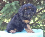 Small #2 Cavapoo