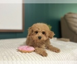 Small #8 Cavapoo