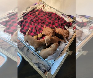 Goldendoodle Dog for Adoption in MOTT, North Dakota USA