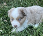 Puppy Spencer Miniature Australian Shepherd