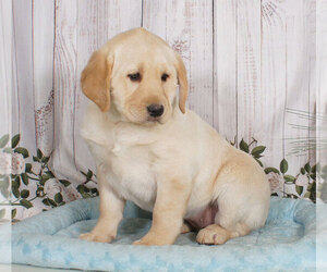 Labrador Retriever Puppy for sale in PENNS CREEK, PA, USA