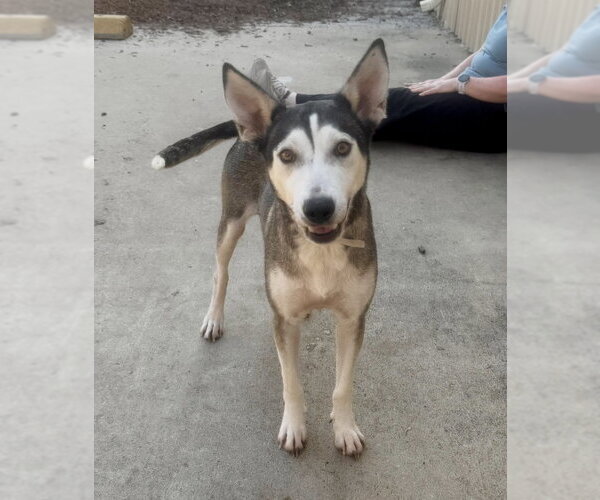 Medium Photo #5 Siberian Husky-Unknown Mix Puppy For Sale in Houston, TX, USA
