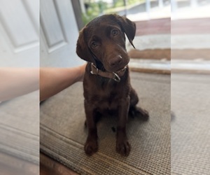 Labrador Retriever Puppy for Sale in SAN ANTONIO, Texas USA