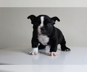 American Bully Puppy for Sale in BALTIMORE, Maryland USA