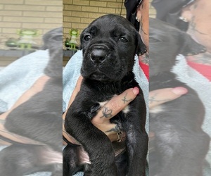 Cane Corso Puppy for sale in ANDERSON, IN, USA