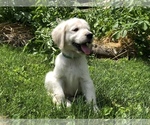 Small Photo #17 Golden Retriever Puppy For Sale in SCHNECKSVILLE, PA, USA