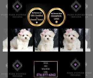 Maltese Puppy for sale in WARSAW, IN, USA