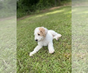 F2 Aussiedoodle-Poodle (Standard) Mix Dog for Adoption in FOREST, Mississippi USA
