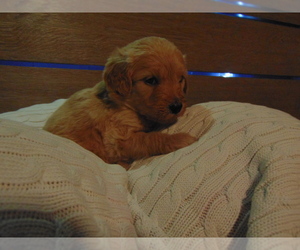 Goldendoodle Puppy for sale in MIDLAND, TX, USA
