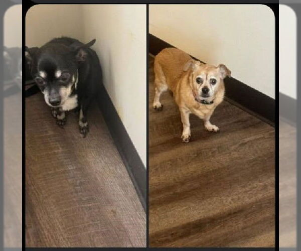 Medium Photo #11 Chihuahua-Unknown Mix Puppy For Sale in Rootstown, OH, USA