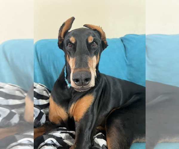 Medium Photo #3 Doberman Pinscher Puppy For Sale in Buffalo, MN, USA