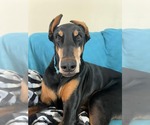 Small #2 Doberman Pinscher