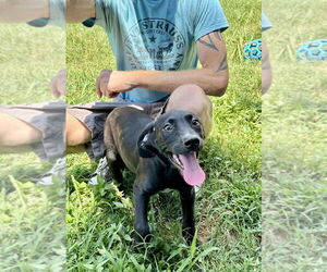 Labrador Retriever-Unknown Mix Dogs for adoption in Mooresville, NC, USA