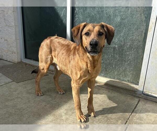 Medium Photo #2 German Shepherd Dog-Unknown Mix Puppy For Sale in Grand Prairie, TX, USA
