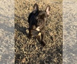 Small #1 French Bulldog
