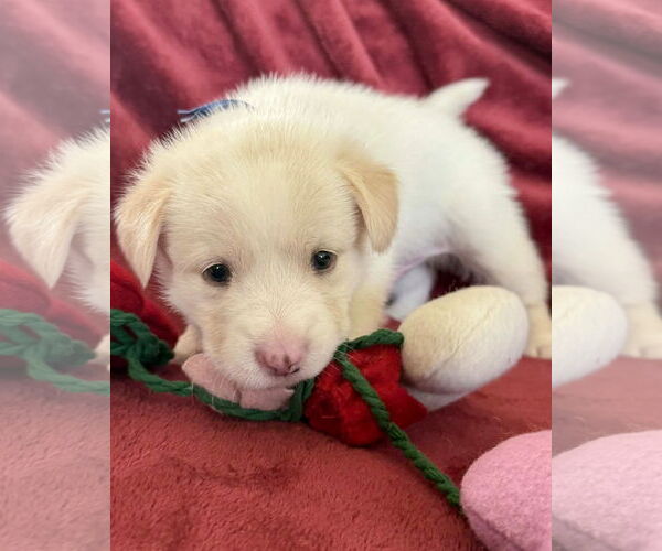 Medium Photo #4 American Pit Bull Terrier-Siberian Husky Mix Puppy For Sale in Corona, CA, USA