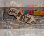 Small Photo #102 Great Dane Puppy For Sale in SPRAGGS, PA, USA