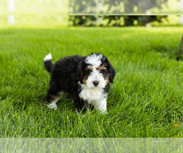 Medium Photo #9 Bernedoodle (Miniature) Puppy For Sale in SHIPSHEWANA, IN, USA