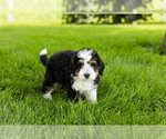 Small #8 Bernedoodle (Miniature)