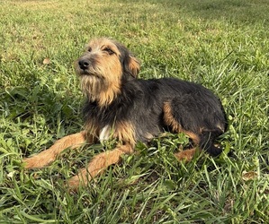 Mother of the Border Airedale puppies born on 06/15/2026