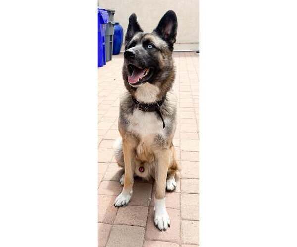 Medium Photo #3 German Shepherd Dog-Huskies  Mix Puppy For Sale in San Diego, CA, USA