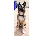 Small #2 German Shepherd Dog-Huskies  Mix