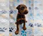 Puppy 7 Red Doberman Pinscher