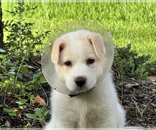 Medium Photo #1 Great Pyrenees-Unknown Mix Puppy For Sale in The Woodlands, TX, USA