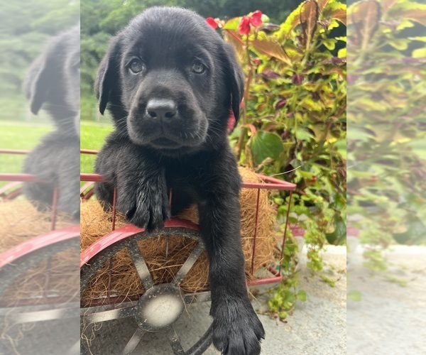 Medium Photo #4 Labrador Retriever Puppy For Sale in NEOLA, WV, USA