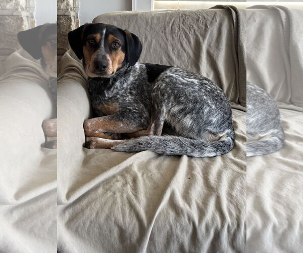 Medium Photo #4 Mutt Puppy For Sale in Forest, VA, USA