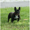 Small Photo #1 French Bulldog Puppy For Sale in BROWNS MILLS, NJ, USA