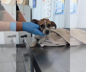 Chiweenie Dogs for adoption in Bakersfield, CA, USA