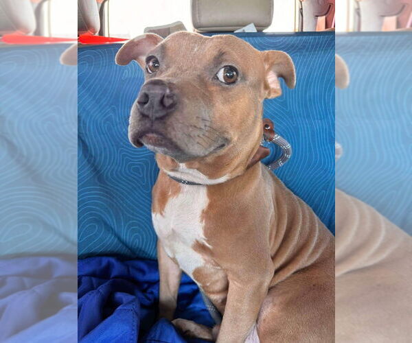 Medium Photo #11 Mutt Puppy For Sale in Abbeville, LA, USA