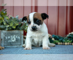 Puppy Grady Jack Russell Terrier