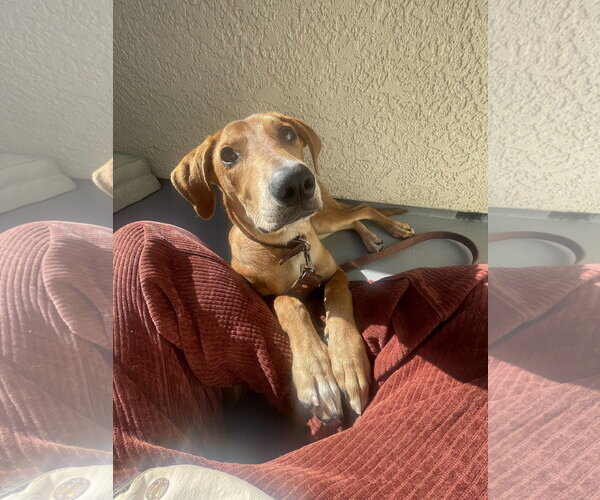 Medium Photo #2 Mutt Puppy For Sale in McKinney, TX, USA