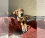 Small #1 Mutt