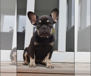 French Bulldog Puppy for sale in INDIANAPOLIS, IN, USA