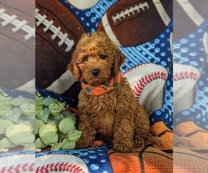 Goldendoodle (Miniature) Puppy for sale in CHRISTIANA, PA, USA