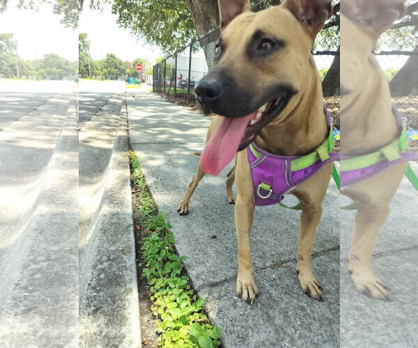 Medium Photo #4 Black Mouth Cur-Unknown Mix Puppy For Sale in Sanford, FL, USA