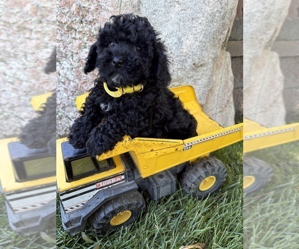 Medium Photo #3 Havapoo Puppy For Sale in MIDDLEBURY, IN, USA