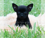 Small #3 Chihuahua