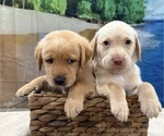 Small #3 Labrador Retriever