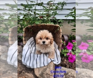 Cavachon Puppy for Sale in SHIPSHEWANA, Indiana USA