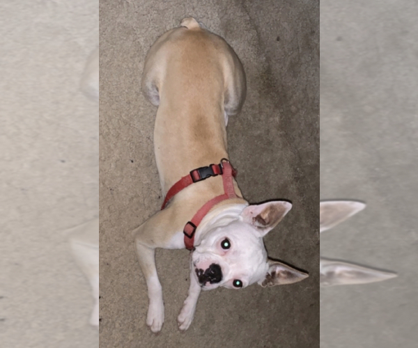 Medium Photo #1 Boston Terrier Puppy For Sale in ABILENE, TX, USA