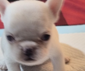 French Bulldog Puppy for sale in EAST ORANGE, NJ, USA