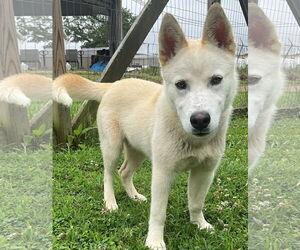 - Mix Dogs for adoption in Newfoundland, PA, USA