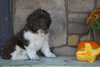 Small Photo #2 Newfoundland Puppy For Sale in FREDERICKSBG, OH, USA