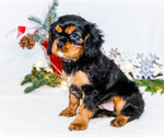 Small #5 Cavalier King Charles Spaniel