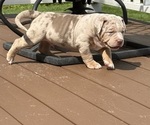 Puppy 2 American Bully