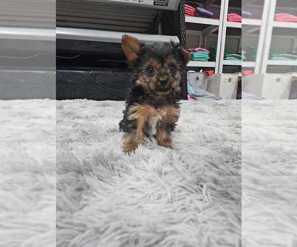 Medium Photo #1 Yorkshire Terrier Puppy For Sale in ROGERSVILLE, TN, USA